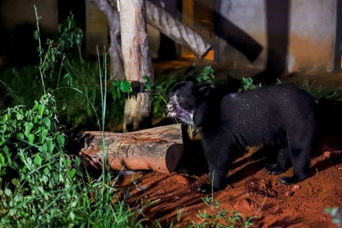 Urso-de-óculos está ameaçado de extinção