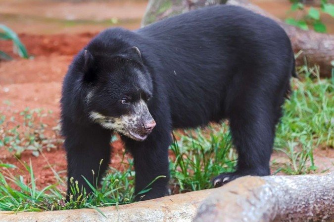 O macho Ney está no Zoo de Brasília desde 2017