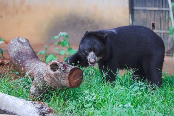 Ney veio de um zoológico do Rio Grande do Sul