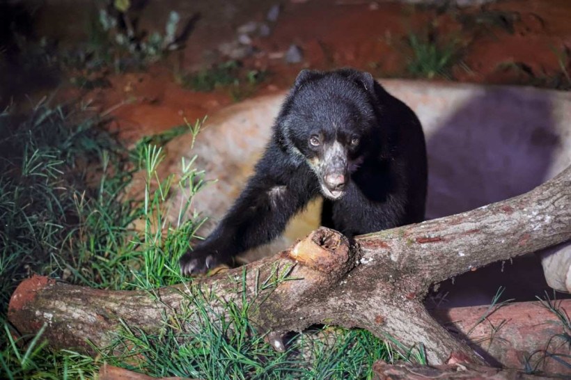 Vídeo: Zoo do DF recebe fêmea de única espécie de urso da América do Sul