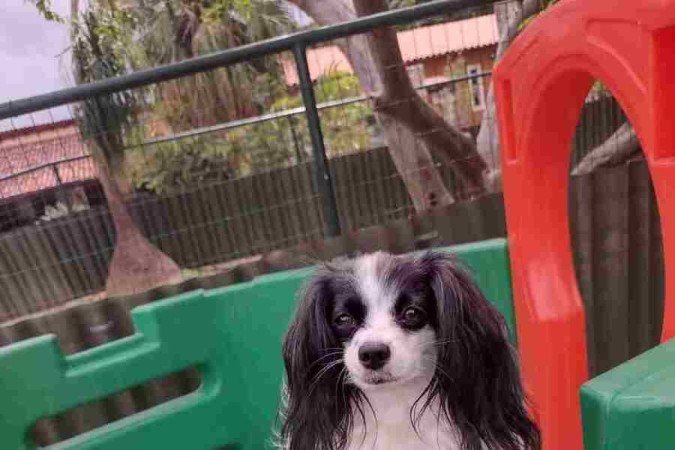 Cachorro se divertindo no playgroung do hotel Cãoforto