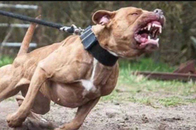 Idosa de 72 anos é atacada por três pitbulls: 