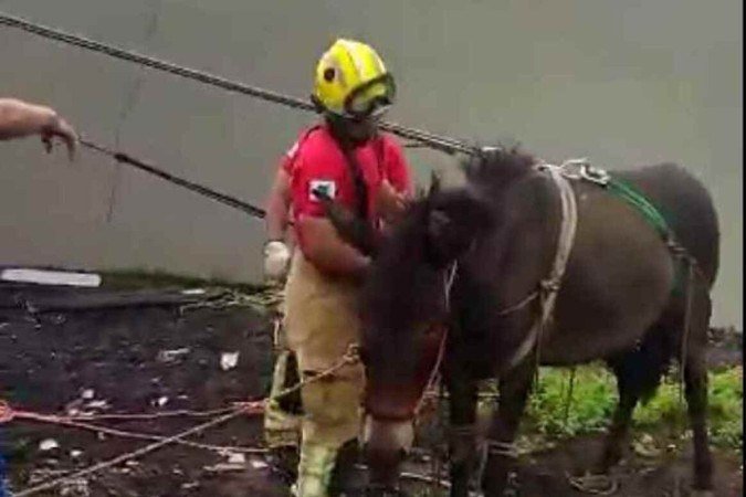 Após atendimento, o animal foi entregue ao proprietário para os devidos cuidados -  (crédito: Divulgação/CBMDF)