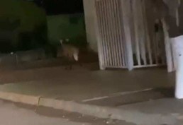 Vídeo: lobo-guará é visto correndo em movimentada avenida no interior de Minas