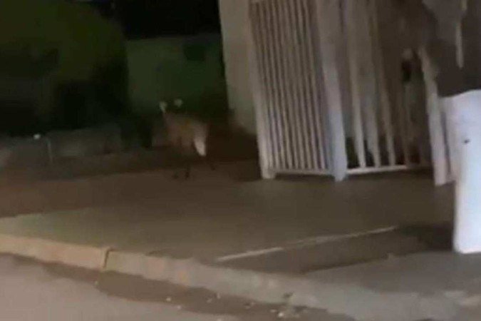 O animal foi visto na avenida Fátima Porto, em Patos de Minas, no Alto Paranaíba -  (crédito: Redes Sociais/Divulgação)