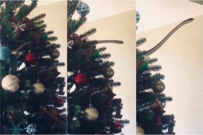 Entre os pingentes de renas e de flocos de neve da árvore de Natal da família WIld, um ser vivo se mexia entre os galhos: uma cobra - (crédito: CNN International) Entre os pingentes de renas e de flocos de neve da árvore de Natal da família WIld, um ser vivo se mexia entre os galhos: uma cobra - (crédito: CNN International)