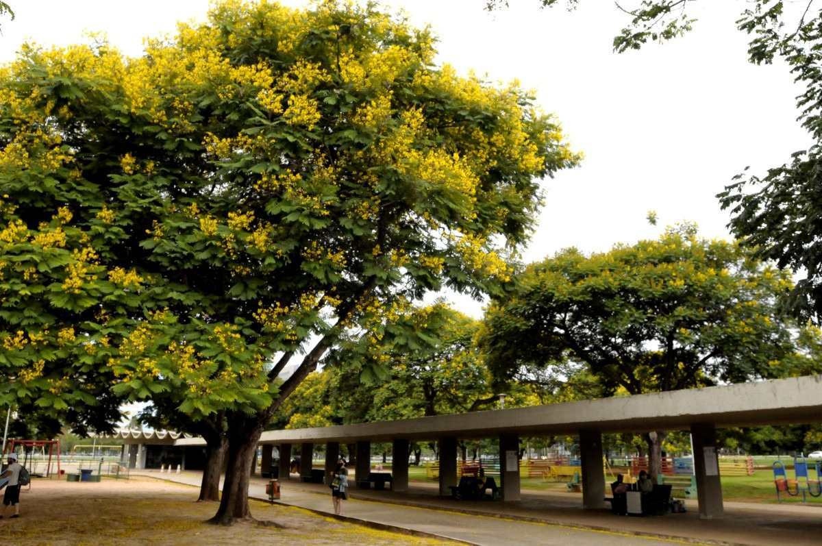 No Parque Ana Lídia, muito frequentado pela população, o amarelo domina a paisagem 