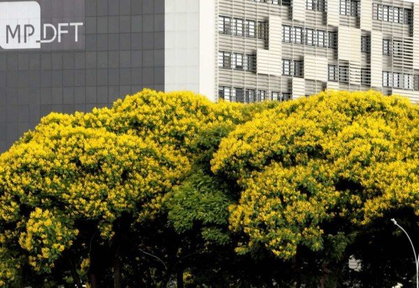 Pesquisadores desenvolveram uma espécie de cambuí que se adapta ao clima do cerrado