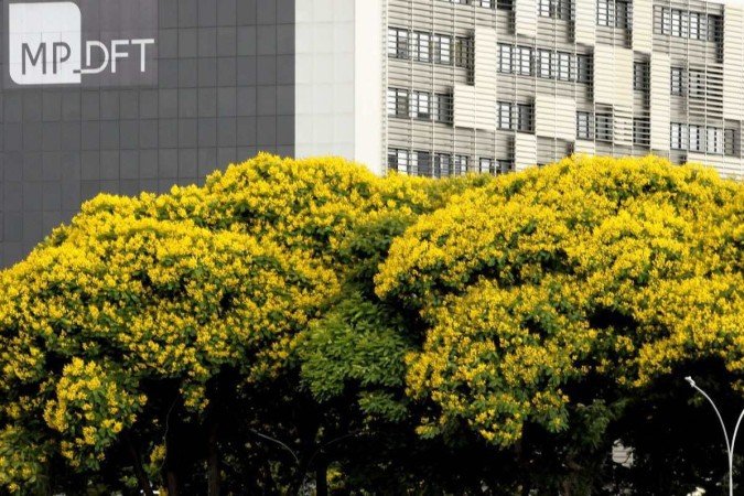 Pesquisadores desenvolveram uma espécie de cambuí que se adapta ao clima do cerrado