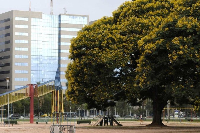 Brasília possui árvores que foram plantadas na construção da cidade -  (crédito: Carlos Vieira/CB/D.A.Press)