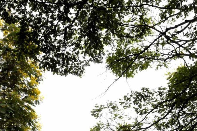  17/12/2021 Cr..dito: Carlos Vieira/CB/D.A Press. Brasil. Brasilia - DF...Cidades - arvores floridas..Cambu..s..
    