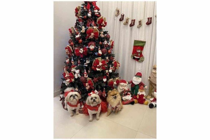 Os amigos de quatro patas merecem celebrar o Natal com a família Os amigos de quatro patas merecem celebrar o Natal com a família