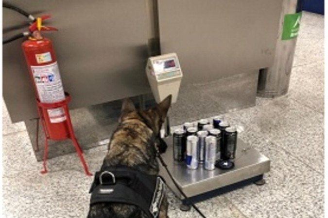 Dois cães farejadores atuam no aeroporto