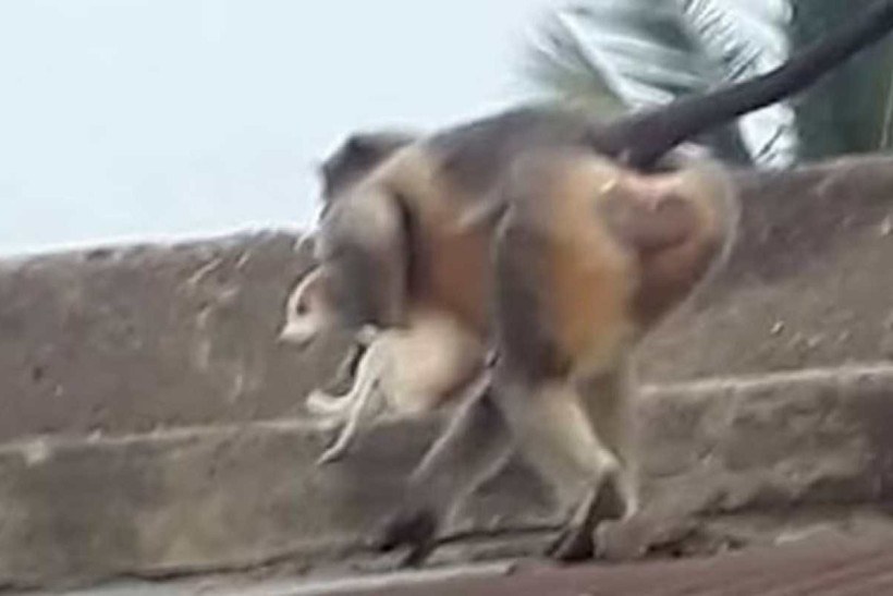 Macacos assassinos matam 250 cães por vingança jogando-os de edifícios