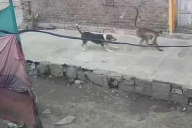 Macacos assassinos matam 250 cães por vingança jogando-os de edifícios 
