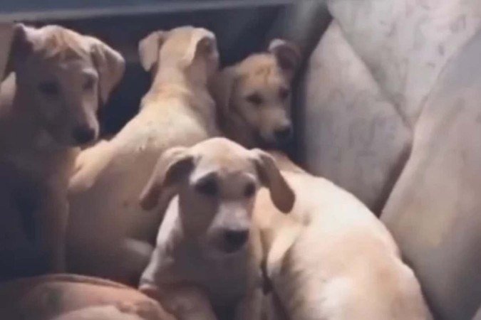  (crédito: Arquivo Pessoal)