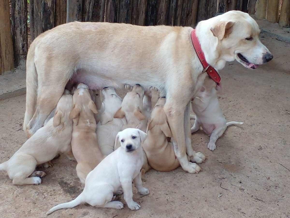 Filhotes de cachorro vermifugados esperam por adoção ou doação de ração 