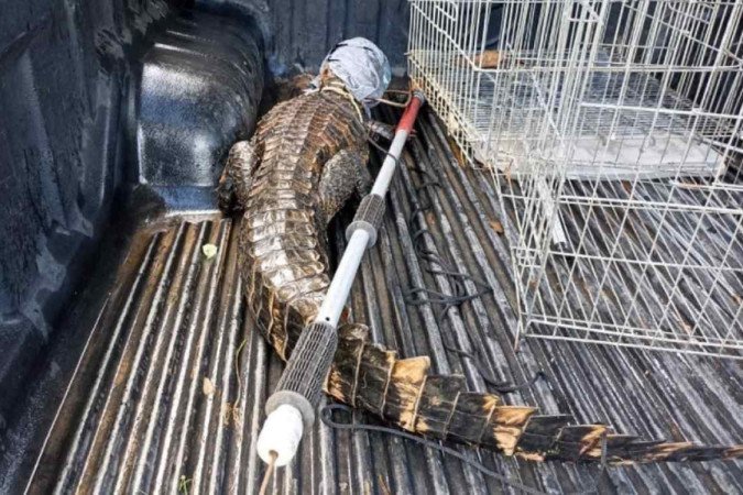  (crédito:  Guarda Municipal/ reprodução )