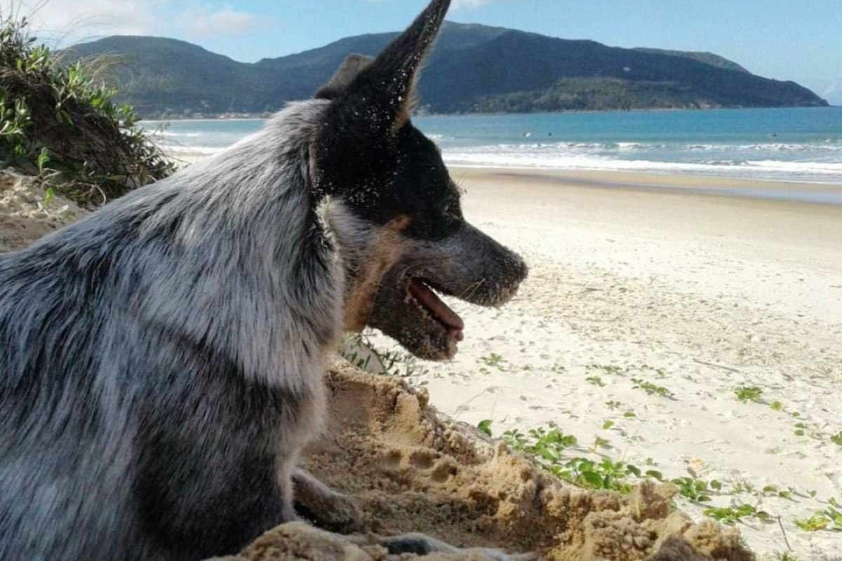 Cães na praia é diversão garantida, mas também exige cuidados