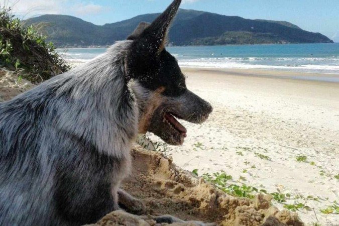 Desde o nascimento, Otto frequenta a praia sob os olhares atentos da tutora - (crédito: Arquivo pessoal) Desde o nascimento, Otto frequenta a praia sob os olhares atentos da tutora - (crédito: Arquivo pessoal)