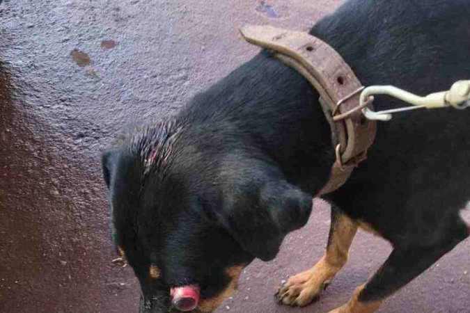 cachorro agredido em São Sebastião - (crédito: arquivo pessoal ) cachorro agredido em São Sebastião - (crédito: arquivo pessoal )