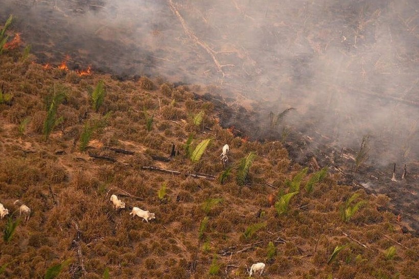 Greenpeace emite alerta sobre devastação na Amazônia Legal em fevereiro