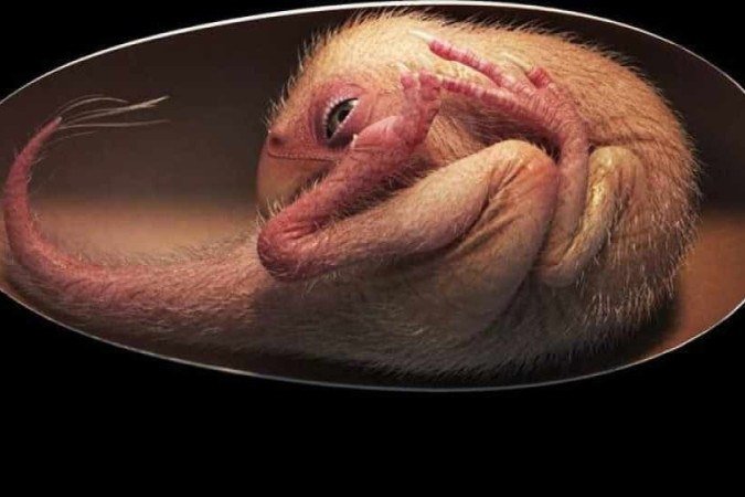 Cientistas fazem animação para simular como seria o embrião com base no fóssil encontrado -  (crédito: Masato Hattori, Kohei Tanaka, Lida Xing)