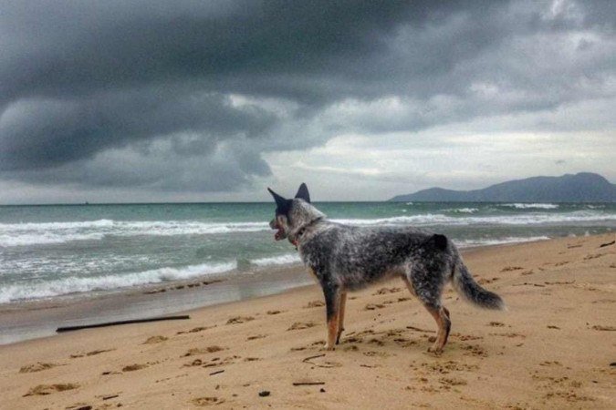  Cão Otto, da tutora Eduarda Aguiar na praia