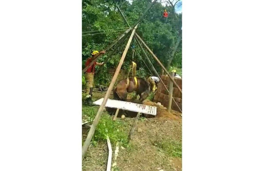 Cavalo é resgatado de fossa de 3 metros de profundidade em Planaltina