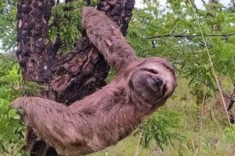 Vídeo: bicho-preguiça e aves silvestres são resgatadas pela PMDF