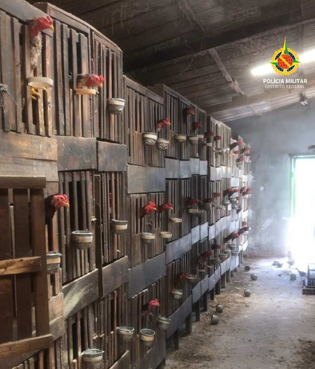 As rinhas de galos foram proibidas no Brasil há 80 anos, com a publicação do Decreto Federal 24.645/1934, que entendeu a prática como causadora de maus-tratos aos animais envolvidos -  (crédito: PMDF)