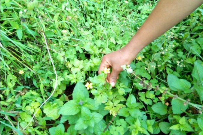 A Ranunculus multifidus já é usada em alguns países africanos para tratar a malária: chancela científica - (crédito: crédito: Prof. Dr. Kaleab Asres ) A Ranunculus multifidus já é usada em alguns países africanos para tratar a malária: chancela científica - (crédito: crédito: Prof. Dr. Kaleab Asres )