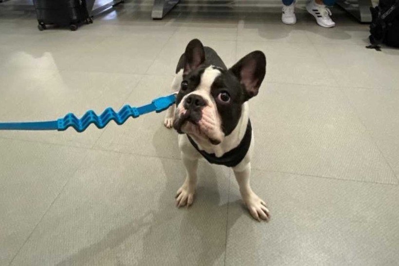 O buldogue franc&ecirc;s Totti  fez uma longa viagem internacional ao lado do tutor, na &aacute;rea de passageiros da aeronave