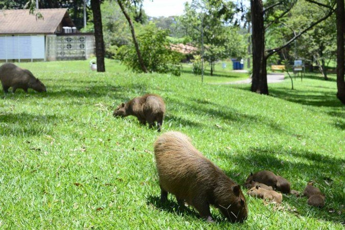 As capivaras andam em bandos, geralmente com várias fêmeas e filhotes