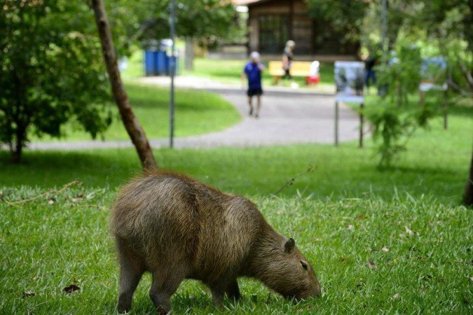 Os animais estão à vontade no parque e convivem com as pessoas