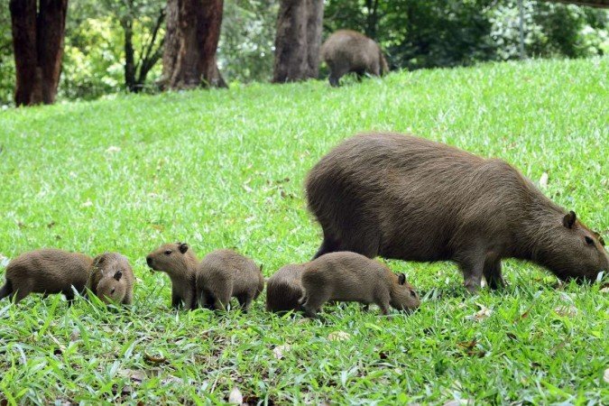  03/01/2022 Crédito: Marcelo Ferreira/CB/D.A Press. Brasil. Brasilia - DF -  Capivaras no Parque de Águas Claras. 