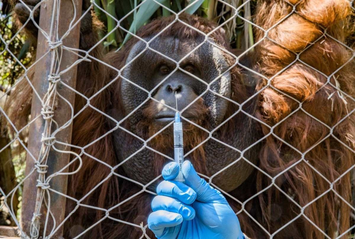 Zoo de Brasília oferece entrada gratuita para quem for se vacinar, neste sábado (22)