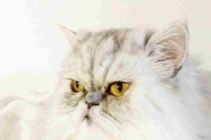 Miguel chegou a desidratar: problema evoluiu para uma pancreatite