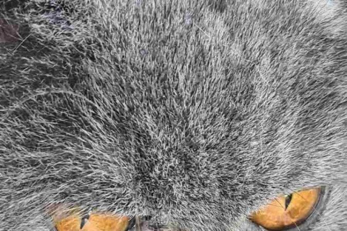 A dona de Loki espalha vários potes e fontes de água pela casa