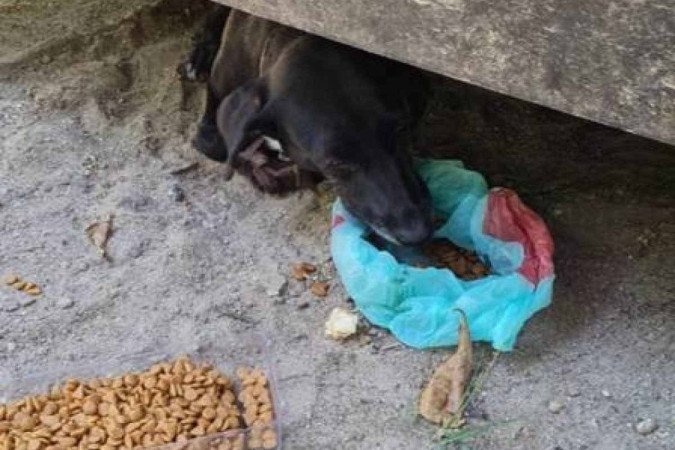 A cadela foi resgatada pela polícia -  (crédito: Reprodução)