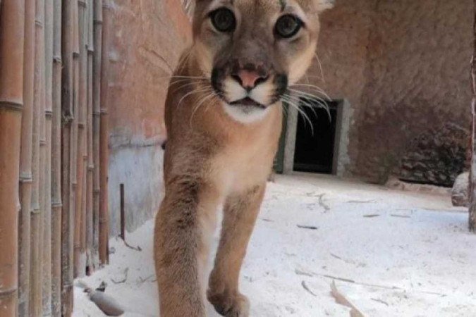  (crédito: Reprodução/Zoológico)