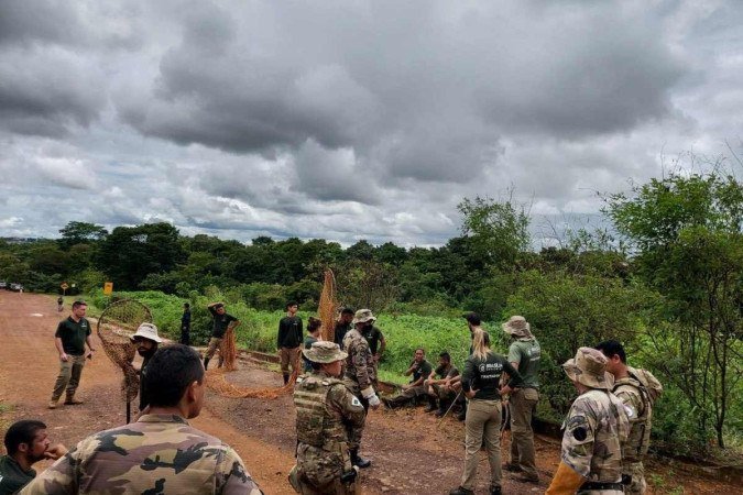 Policiais militares e funcionários do Zoo de Brasília montaram uma força-tarefa. Loki ficou 