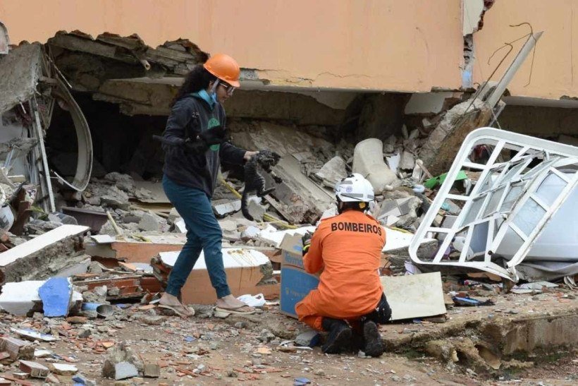Gato é resgatado de escombros de prédio desabado em Taguatinga