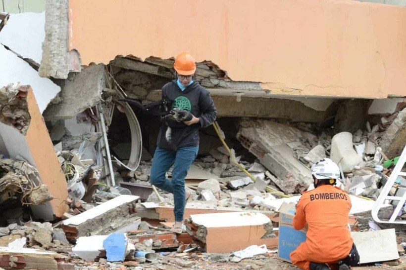 Gato é resgatado de escombros de prédio desabado em Taguatinga