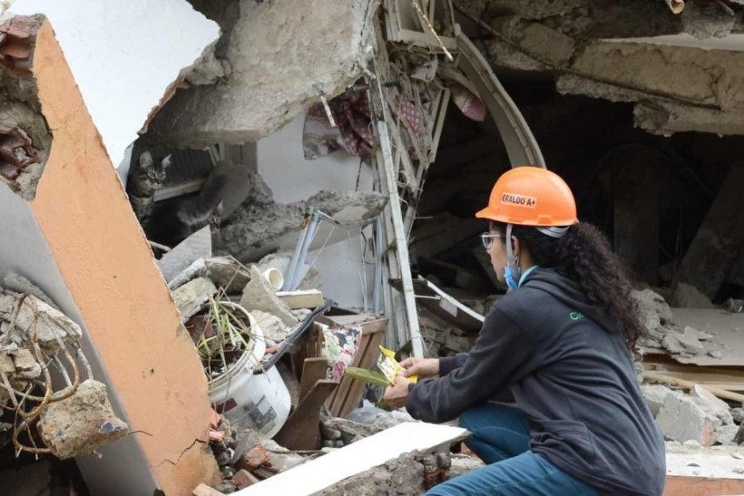 Gato é resgatado de escombros de prédio desabado em Taguatinga