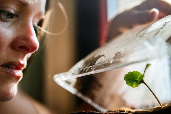Pesquisadores afirmam que a comunicação das plantas pode ser muito mais sofisticada do que pensamos - (crédito: Getty Images) Pesquisadores afirmam que a comunicação das plantas pode ser muito mais sofisticada do que pensamos - (crédito: Getty Images)