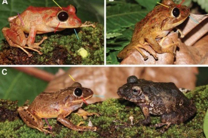 De acordo com os pesquisadores, Pristimantis gretathunbergae exibe olhos negros distintos — únicos para os sapos da América Central. Seus parentes mais próximos habitam o noroeste da Colômbia
