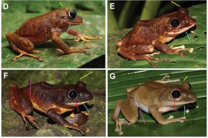 De acordo com os pesquisadores, Pristimantis gretathunbergae exibe olhos negros distintos — únicos para os sapos da América Central. Seus parentes mais próximos habitam o noroeste da Colômbia