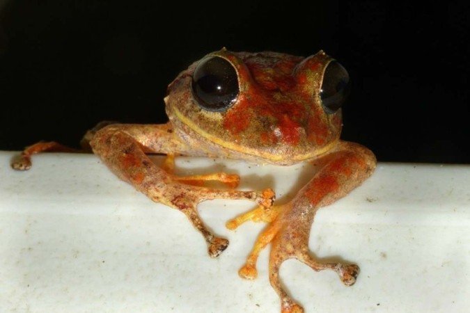 Sapo em homenagem a Greta Thunberg