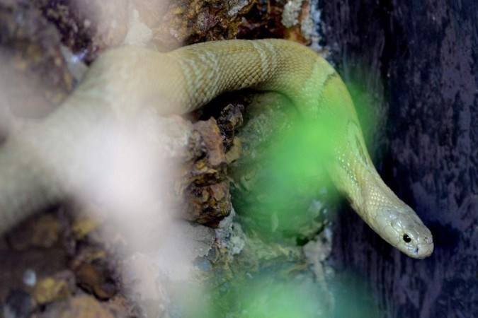 Instituto Butantan: conheça curiosidades sobre as serpentes - Portal